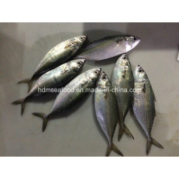 Chinese Indian Mackerel